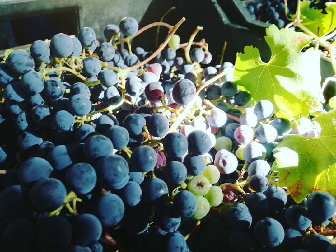 bodega_morosanto06