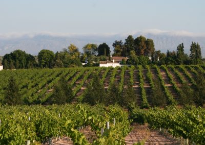 Bodega y Viñedos de la Capuchina S.L.